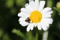 Synema globosum