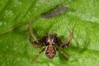 Xysticus