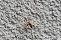Philodromus dispar