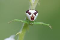 Ebrechtella tricuspidata