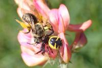 Synema globosum