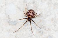 Steatoda triangulosa