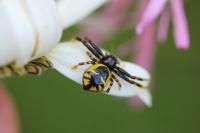 Synema globosum