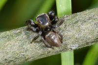 Evarcha arcuata