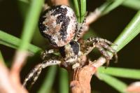 Xysticus