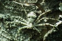 Philodromus margaritatus