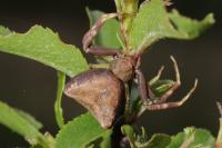 Pistius truncatus