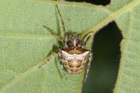 Gibbaranea bituberculata