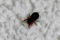 Ballus rufipes