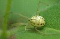 Enoplognatha