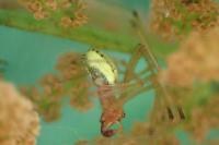 Enoplognatha