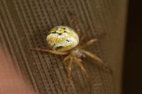 Mangora acalypha