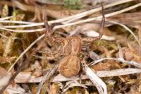 Xysticus