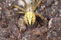 Neoscona adianta