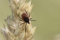 Ixodes ricinus