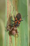 Xysticus