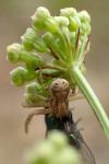 Xysticus