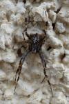 Araneus diadematus
