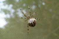 Araneus diadematus