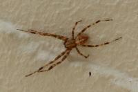 Araneus diadematus