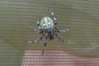 Araneus quadratus