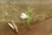 Ebrechtella tricuspidata