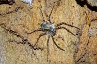 Philodromus