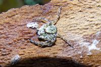 Philodromus