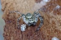 Philodromus