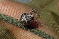 Agalenatea redii