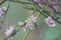 Aceria genistae