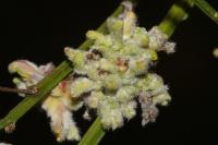 Aceria genistae