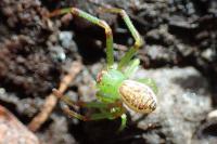 Diaea dorsata