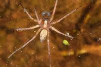 Lycosoides coarctata