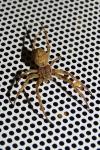 Larinioides sclopetarius