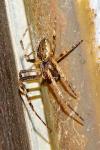 Nuctenea umbratica