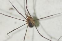 Phalangium opilio