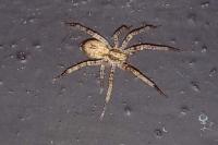 Anyphaena accentuata