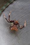 Pistius truncatus