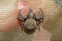 Xysticus