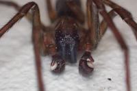 Amaurobius ferox