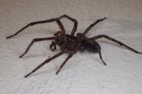 Amaurobius ferox