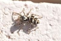 Salticus scenicus