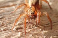 Trochosa