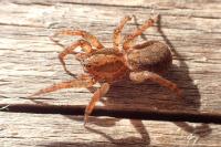 Trochosa