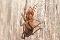 Trochosa