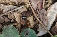 Pardosa