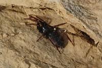 Trachyzelotes pedestris