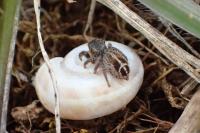 Pellenes tripunctatus
