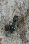 Heliophanus cupreus